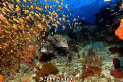 Spotted Sweetlips - Raja Amput Indonesia. by John Bailey 